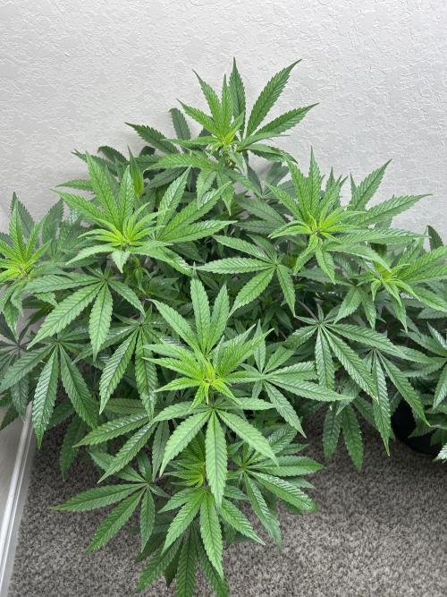 Gary Payton x Jealousy. Week 5 - Week 5 Veg. Pheno 1.
Plants have acclimated to the environment well!