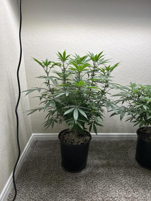 Gary Payton x Jealousy. Week 5 - Pheno 1