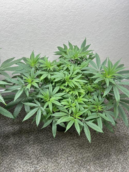 Gary Payton x Jealousy. Week 5 - Pheno 2 bit bushy.
 Sensitive to light but she has started to pick up now! 🔥