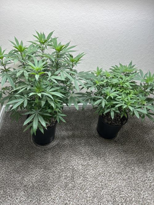 Gary Payton x Jealousy. Week 5 - The size difference on how much pheno 2 (on the right) has lagged.