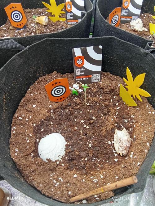 Kannabia Testrun'26. Week 0