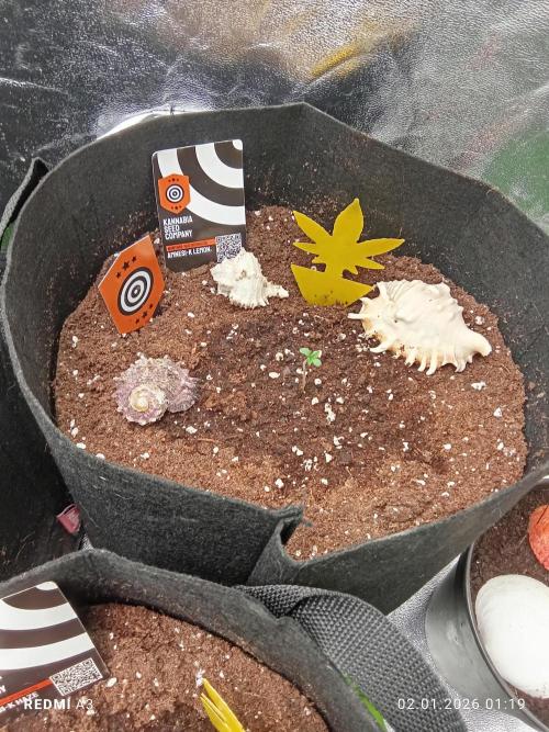 Kannabia Testrun'26. Week 0