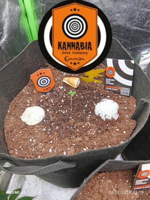 Kannabia Testrun'26. Week 0