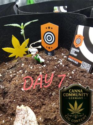 Comment by Draufpacker photo #1