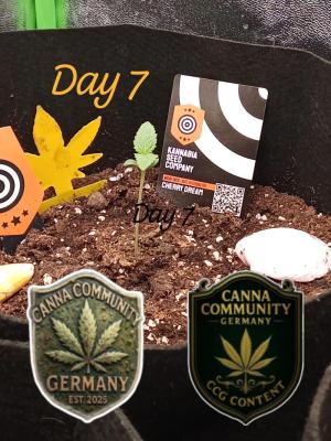 Comment by Draufpacker photo #3