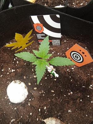 Comment by Draufpacker photo #1