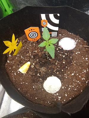 Comment by Draufpacker photo #2