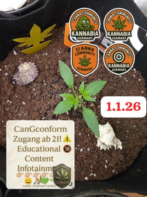 Kannabia Testrun'26. Week 0 - Tag 13 