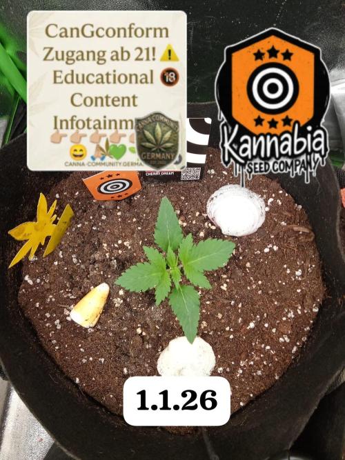 Kannabia Testrun'26. Week 0 - Tag 13 