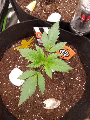 Comment by Draufpacker photo #1