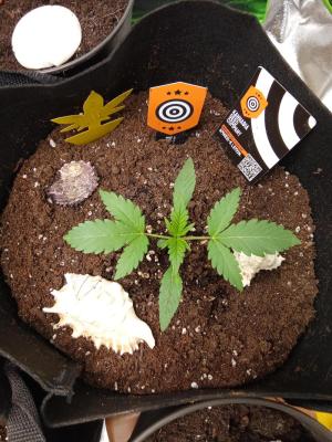 Comment by Draufpacker photo #2