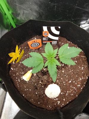 Comment by Draufpacker photo #3