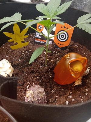 Comment by Draufpacker photo #2