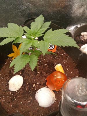 Comment by Draufpacker photo #3