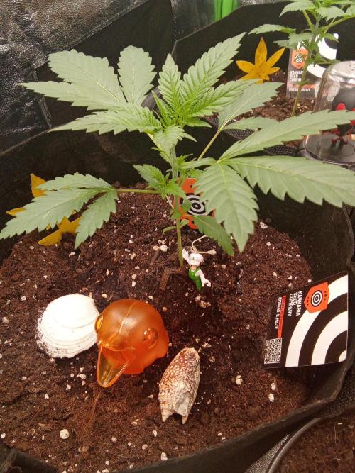 Kannabia Testrun'26. Week 0 - Woche 3 