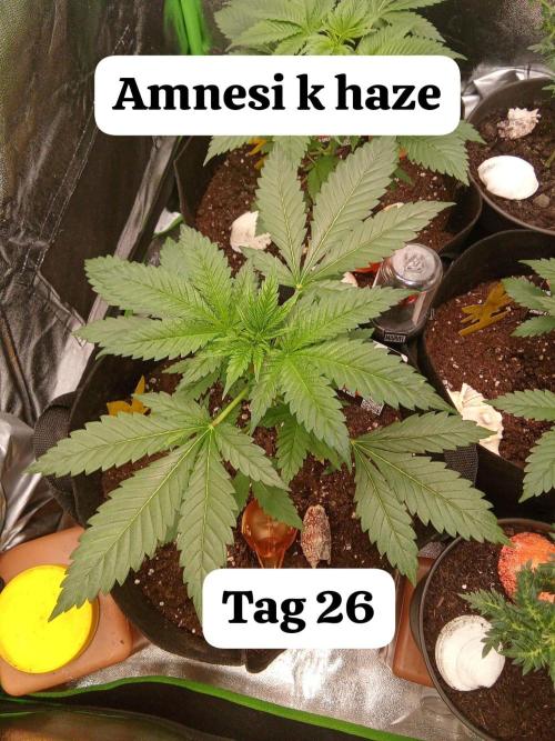 Kannabia Testrun'26. Week 0 - Wachsen super 