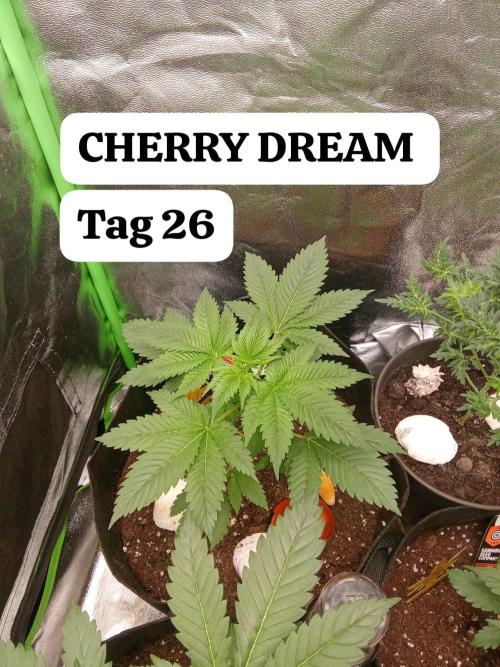 Kannabia Testrun'26. Week 0 - Einfach nur zufrieden 