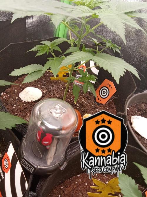 Kannabia Testrun'26. Week 0 - Tag 26 