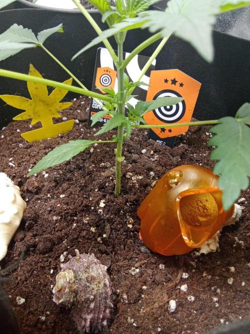 Kannabia Testrun'26. Week 0 - Tag 26