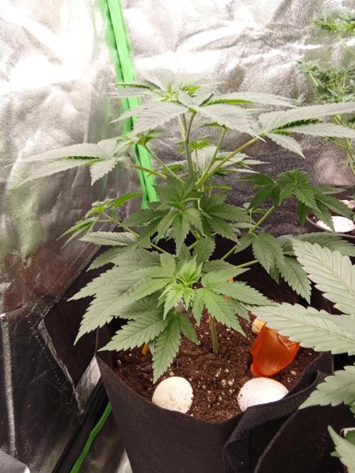 Kannabia Testrun'26. Week 0 - Woche 5 