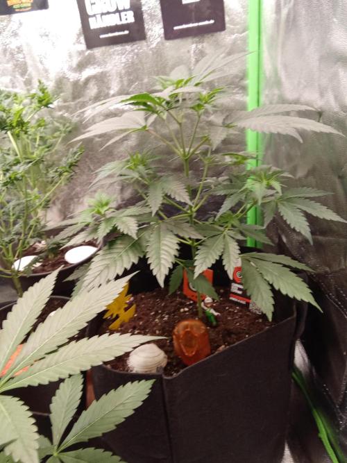 Kannabia Testrun'26. Week 0 - Woche 5 