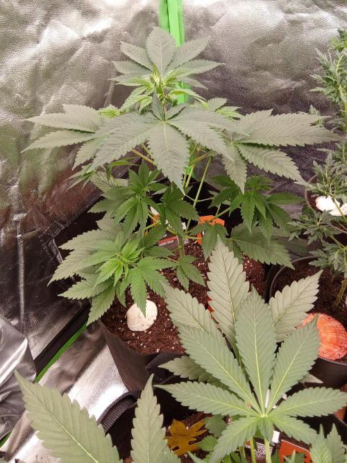 Kannabia Testrun'26. Week 0 - Wie auch dort zu sehen.