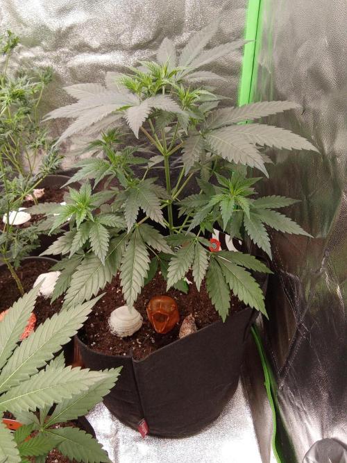 Kannabia Testrun'26. Week 5 - Mitte Woche 5 AMNESI K LEMON 