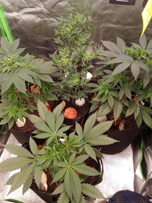 Kannabia Testrun'26. Week 5 - Mitte Woche 5 und bin zufrieden 