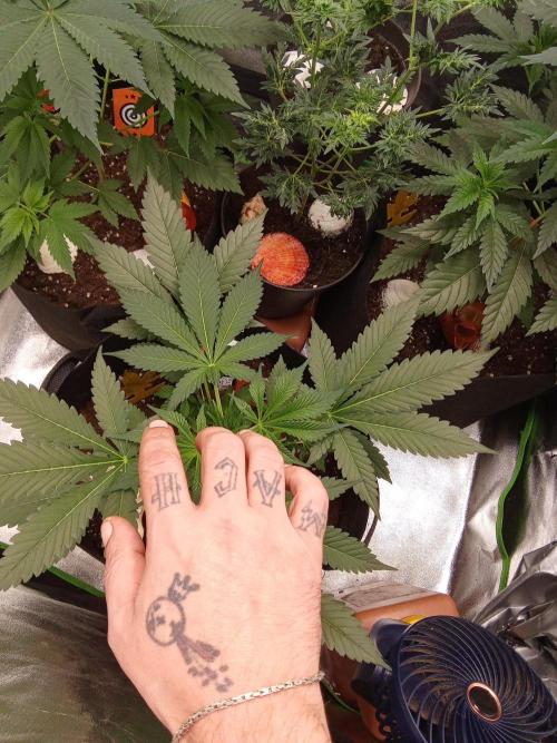 Kannabia Testrun'26. Week 5 - Amnesi k haze 