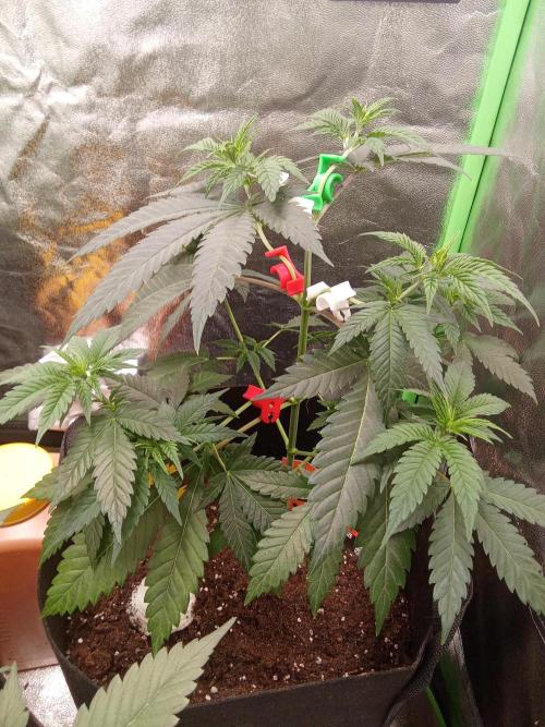 Kannabia Testrun'26. Week 5 - Die Amnesi k Lemon heute mit LST begonnen 