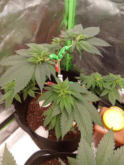 Kannabia Testrun'26. Week 5 - Sowie auch mit der Cherry DREAM 