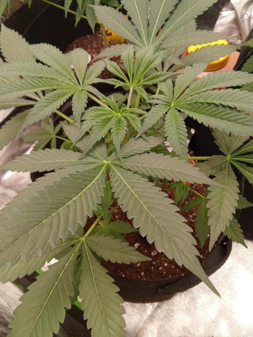 Kannabia Testrun'26. Week 5 - Amnesi k Haze ist etwas gechillter beim wachsen und daher LST nicht nötig