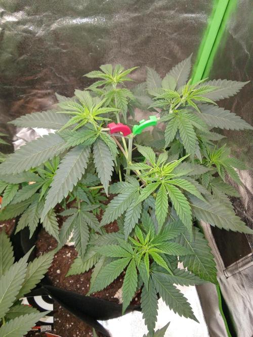 Kannabia Testrun'26. Week 6 - Woche 6 ist gestartet und läuft gesund weiter LST wird gut angenommen 