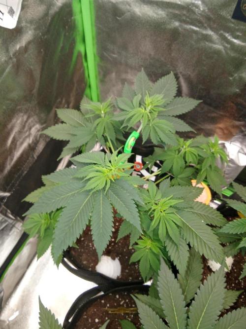 Kannabia Testrun'26. Week 6 - Auch bei der CHERRY DREAM LST kommt gut an in Woche 6 