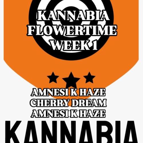 Kannabia Testrun'26. Week 9