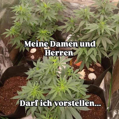Kannabia Testrun'26. Week 9