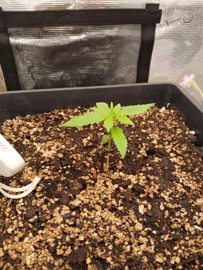 Indoor Blueberry Auto. Week 0