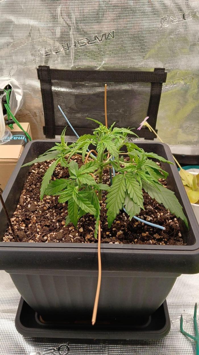 Indoor Blueberry Auto. Week 4