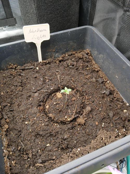 NorthernBlueberry. Week 0