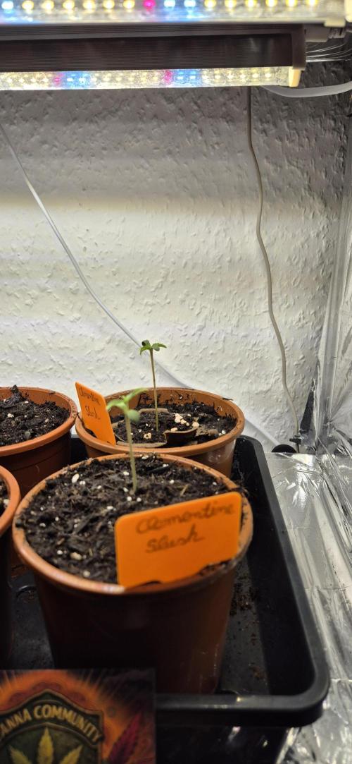 Testbericht. Week 1 - nach 10 Tagen