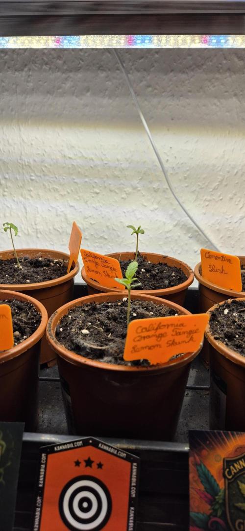 Testbericht. Week 2 - 1 Woche 