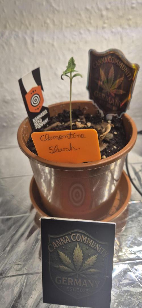 Testbericht. Week 2 - 2 Woche