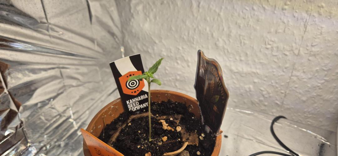 Testbericht. Week 2 - 2 Woche 