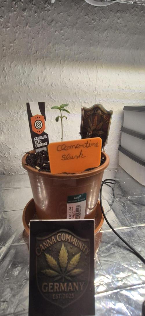 Testbericht. Week 2 - 2 Woche 