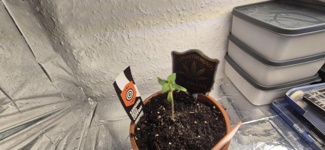 Testbericht. Week 2 - 2 Woche 