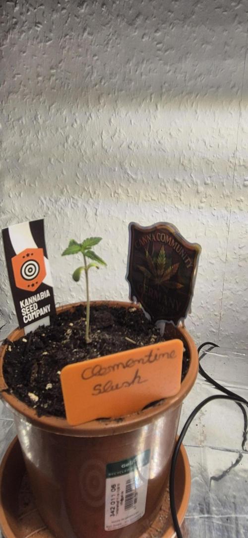 Testbericht. Week 2 - 2 Woche