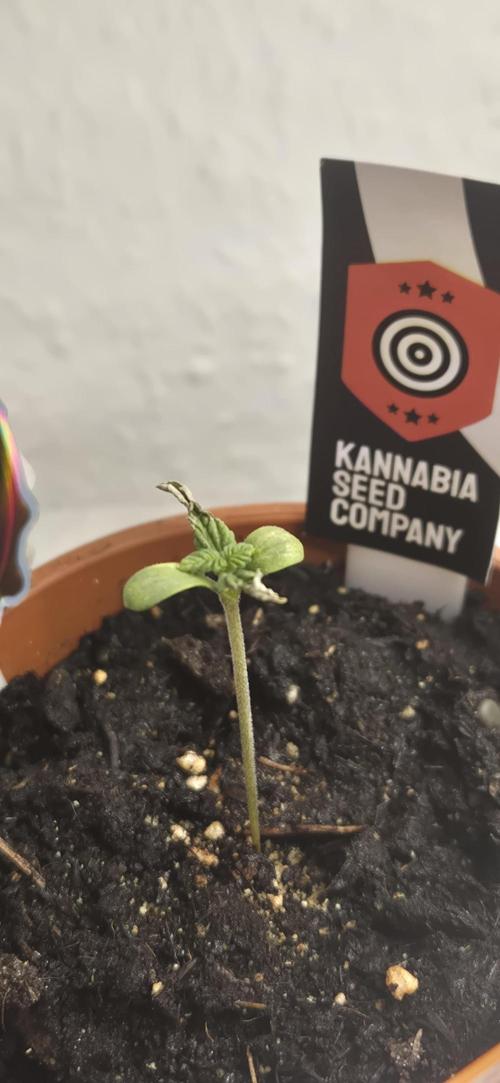 Testbericht. Week 2 - 2 Woche