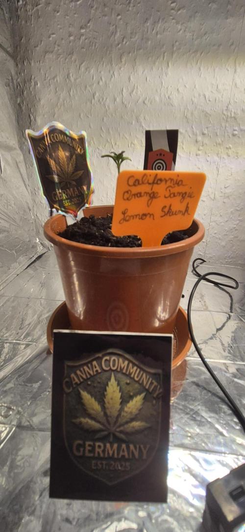 Testbericht. Week 2 - 2 Woche