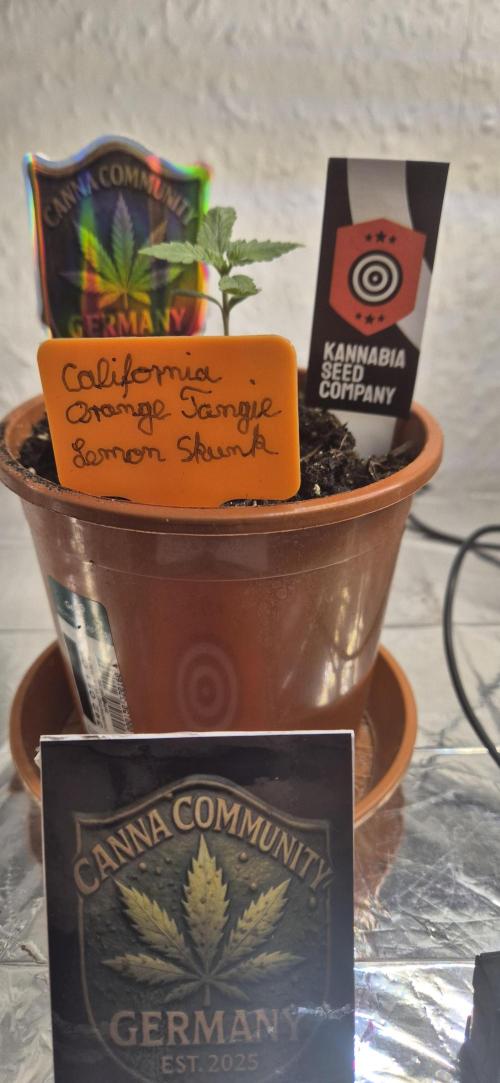 Testbericht. Week 2 - 2 Woche