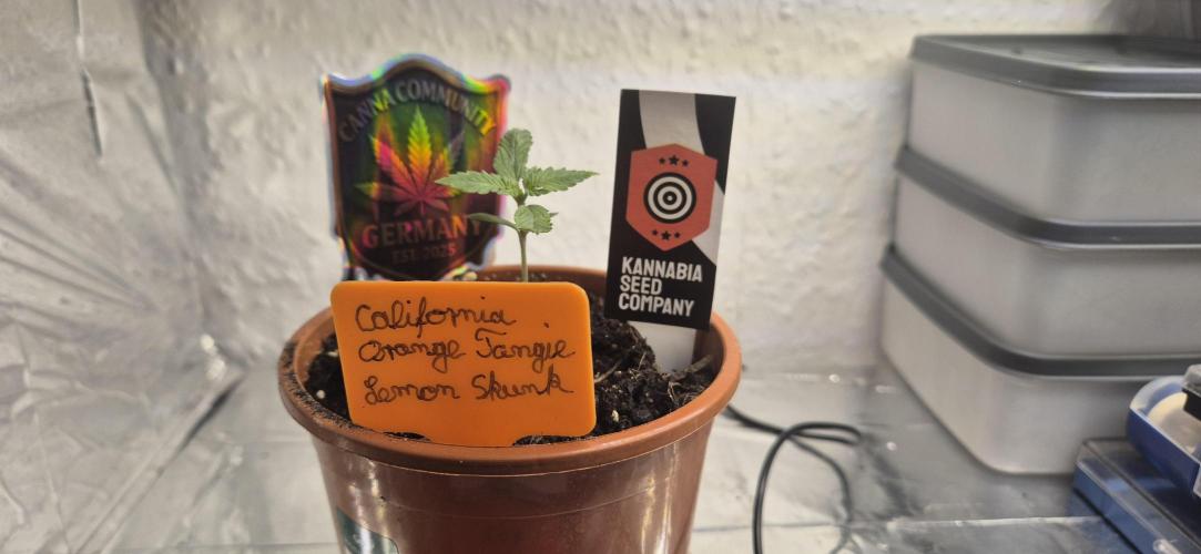 Testbericht. Week 2 - 2 Woche